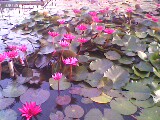 IMG0211A.jpg