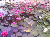 IMG0213A.jpg