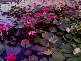 IMG0216A.jpg