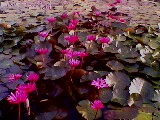 IMG0218A.jpg
