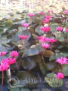 IMG0220A.jpg