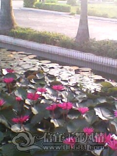 IMG0223A.jpg