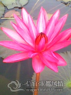 IMG0226A.jpg