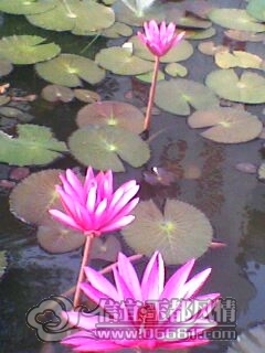 IMG0228A.jpg