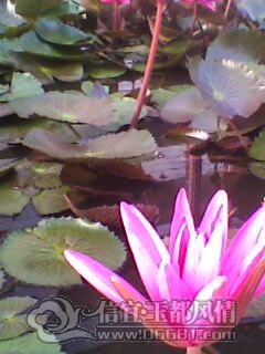 IMG0229A.jpg