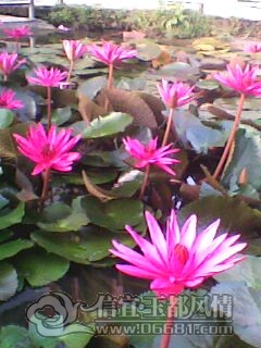 IMG0230A.jpg