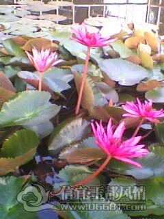 IMG0231A.jpg