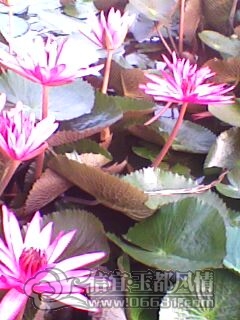 IMG0232A.jpg