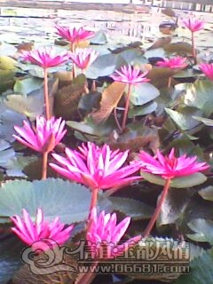IMG0233A.jpg