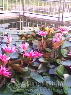 IMG0235A.jpg