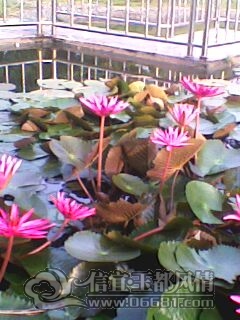 IMG0236A.jpg