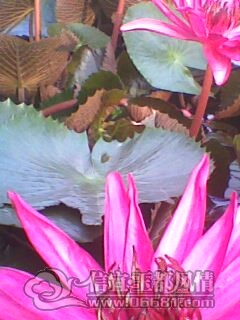 IMG0237A.jpg