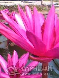 IMG0239A.jpg