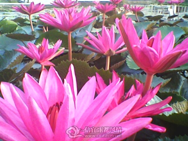 IMG0243A.jpg