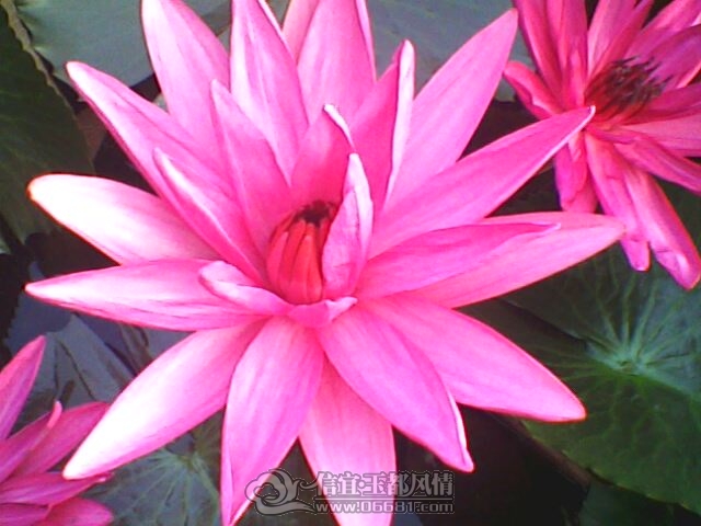 IMG0242A.jpg