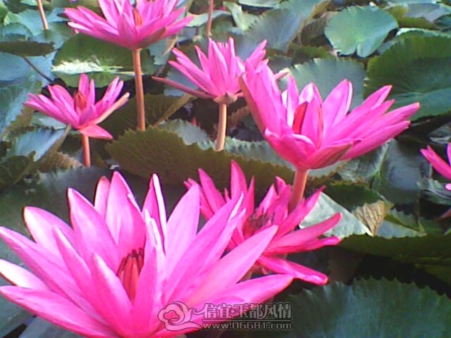 IMG0244A.jpg