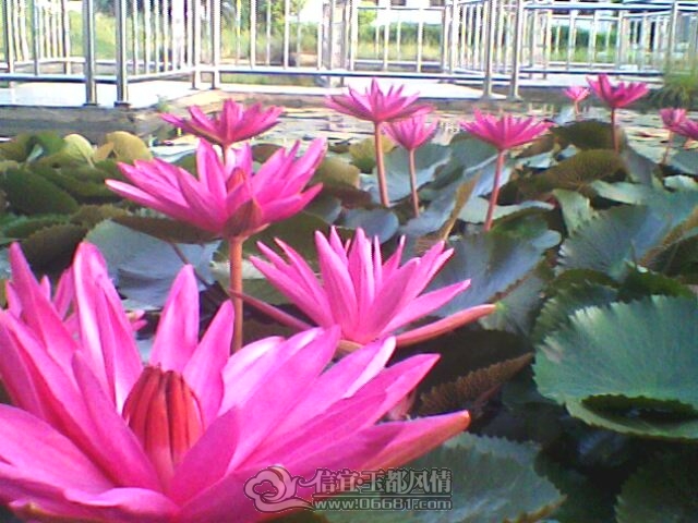 IMG0245A.jpg