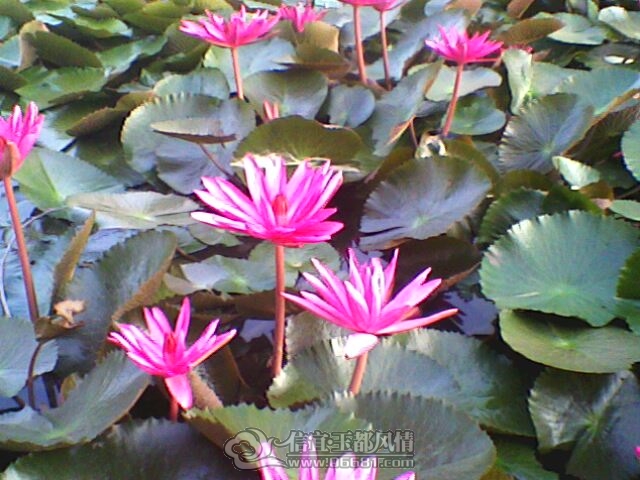 IMG0247A.jpg
