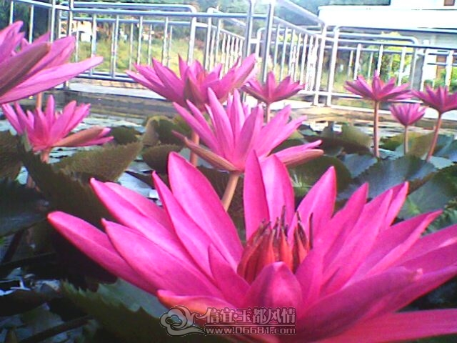 IMG0249A.jpg