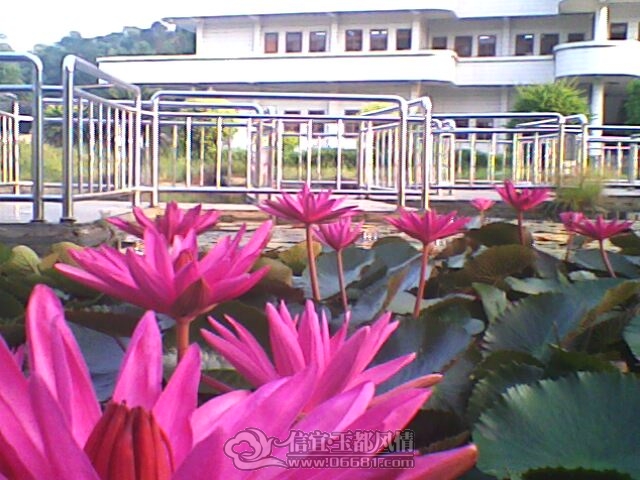 IMG0250A.jpg