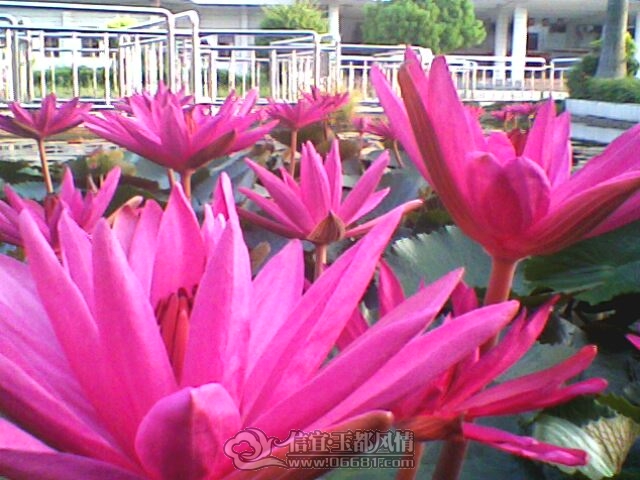 IMG0253A.jpg