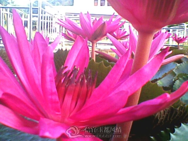 IMG0252A.jpg