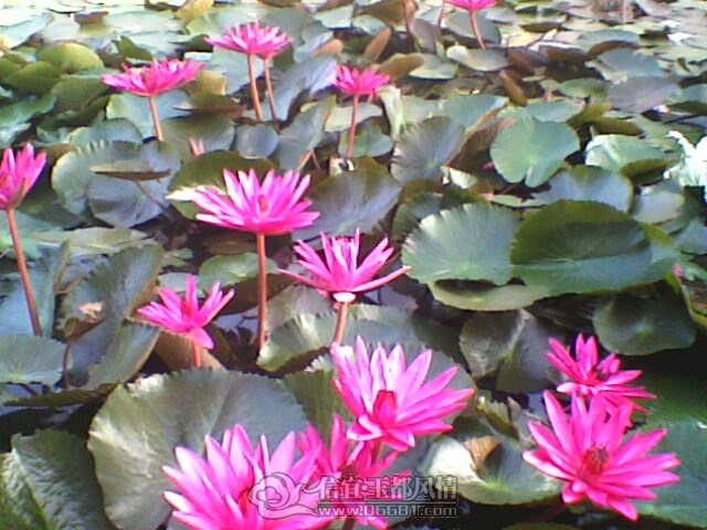 IMG0254A.jpg