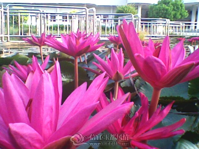 IMG0258A.jpg