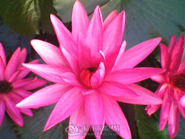 IMG0260A.jpg