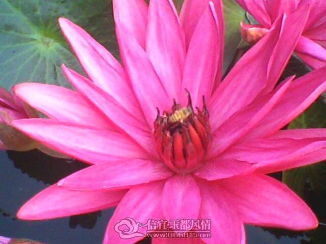 IMG0265A.jpg