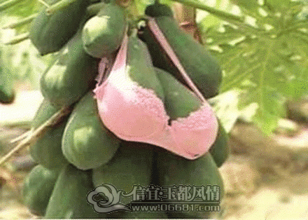 1.gif