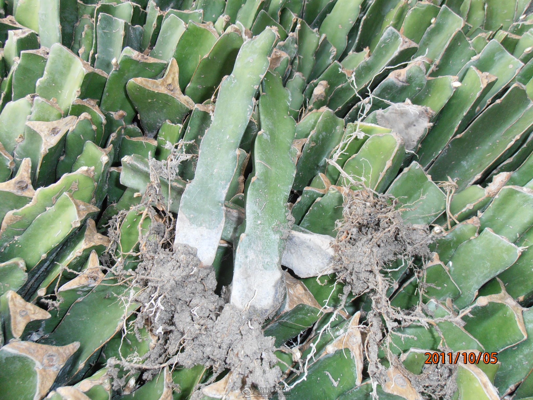 PA050089.JPG