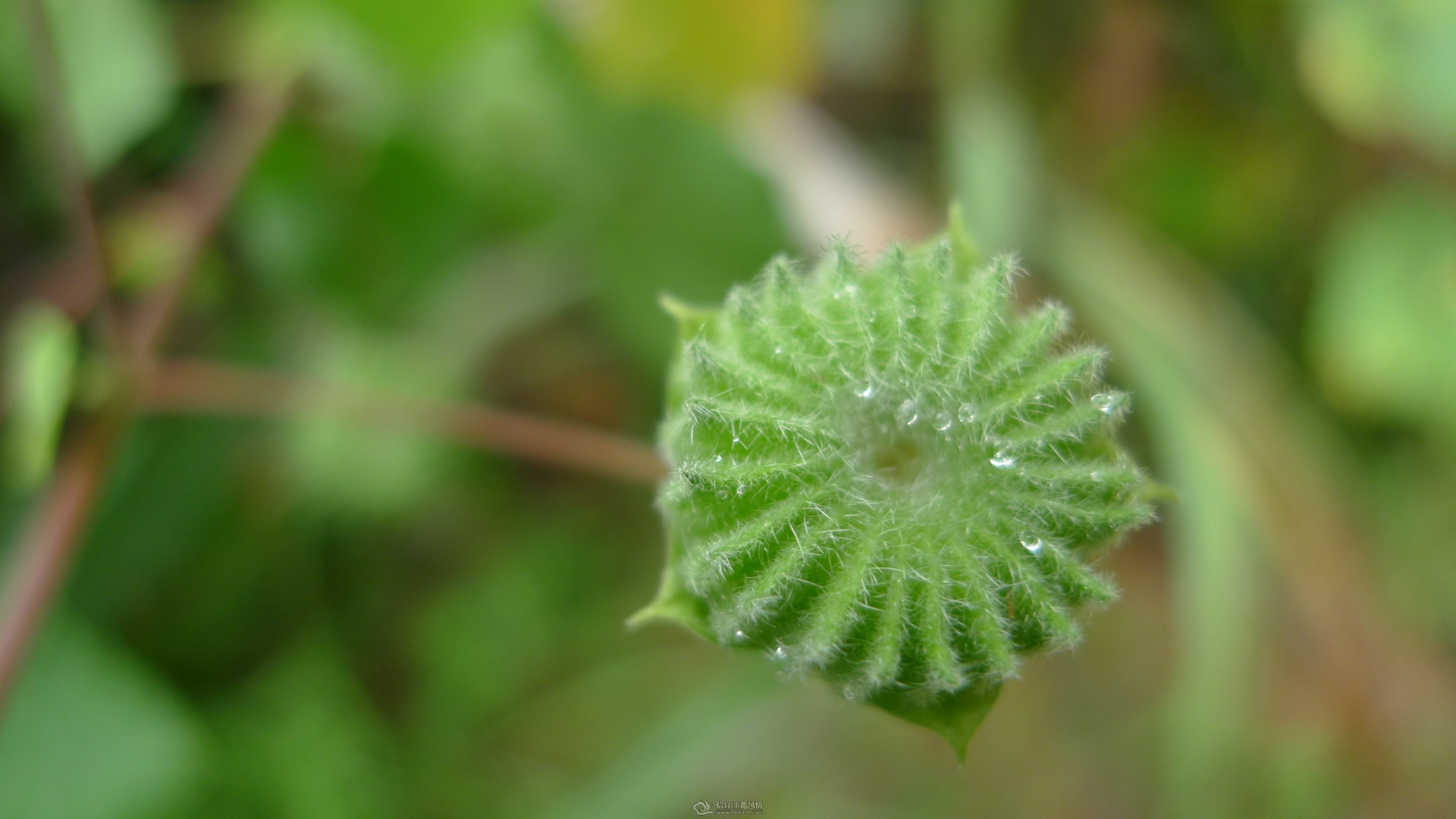 P1000717.jpg