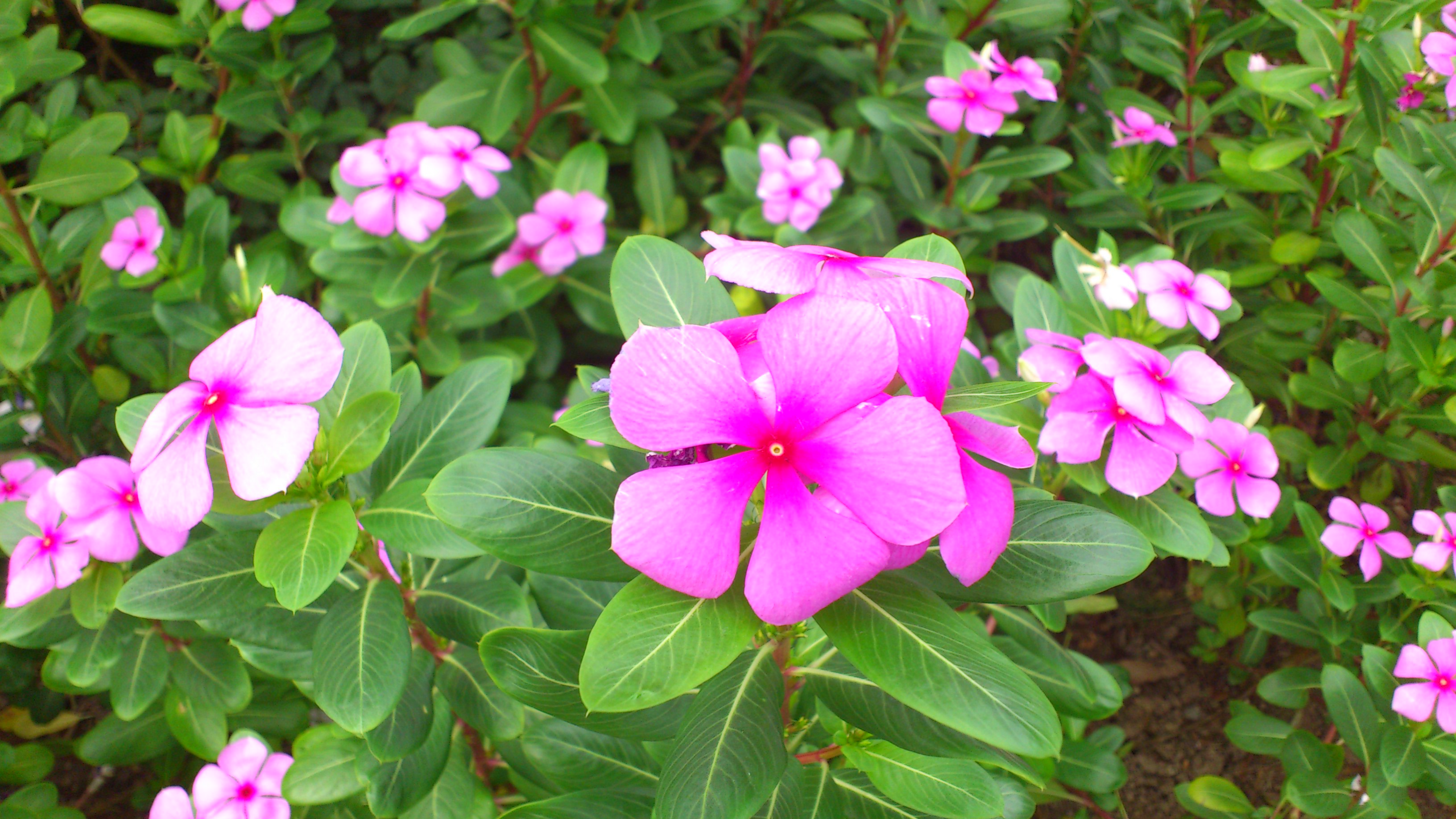 DSC_0342.jpg