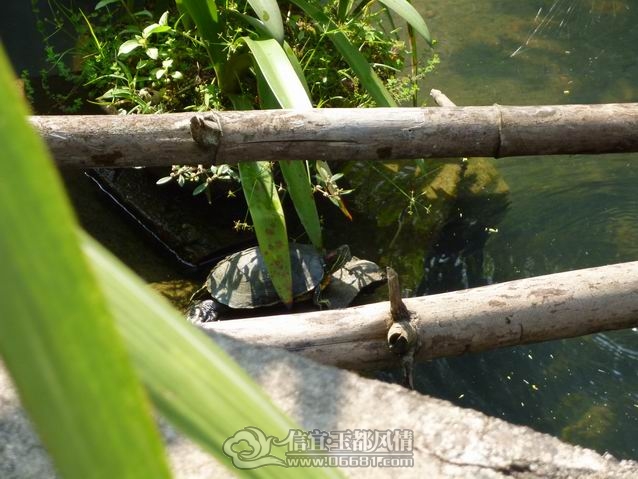 ������С P1000281.JPG