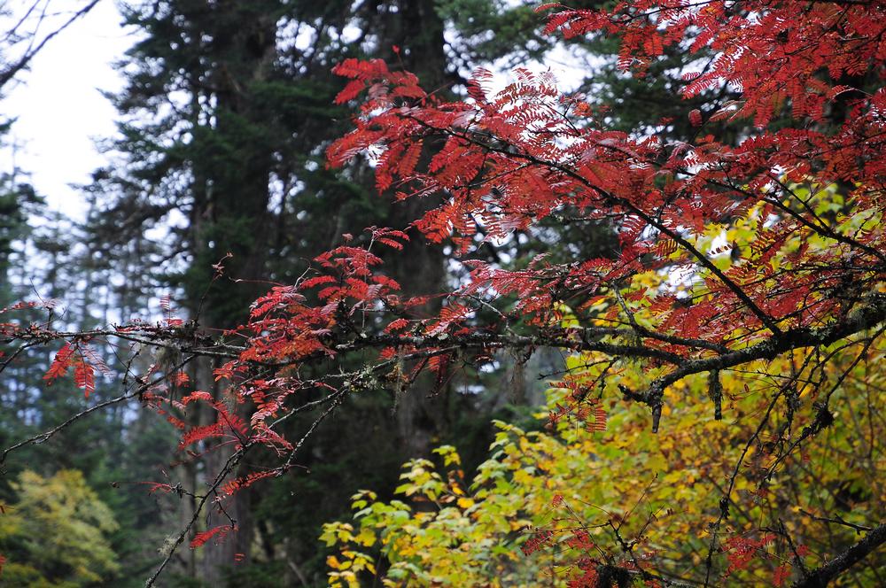 DSC_0179.jpg
