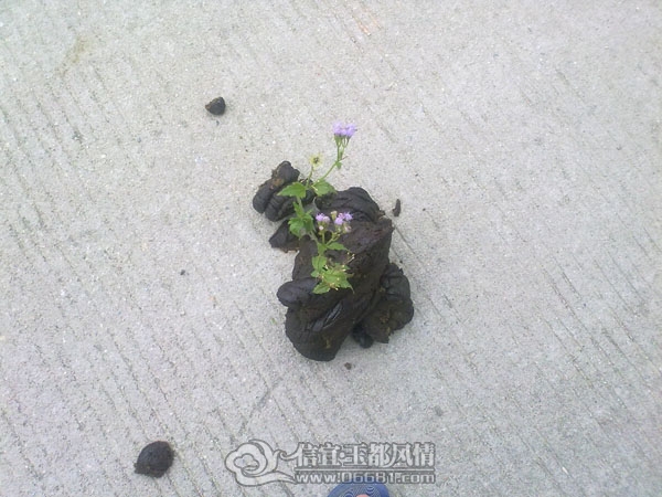 201110052963.jpg