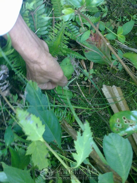 201110032895.jpg