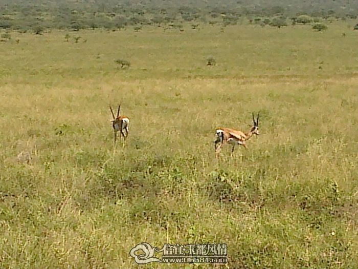 Thomson's Gazelle ϵ硿ⶫĺ ΢ӽǰȾ