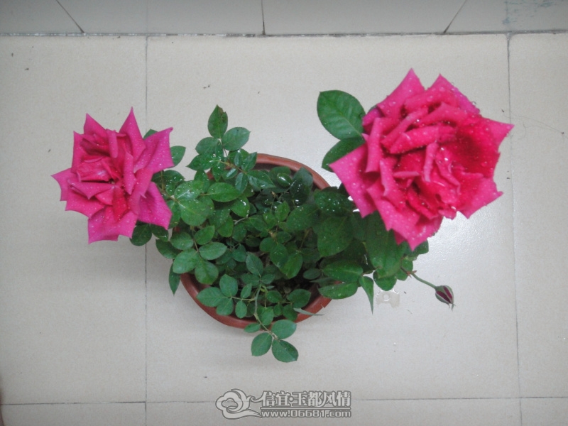 DSC09705.jpg
