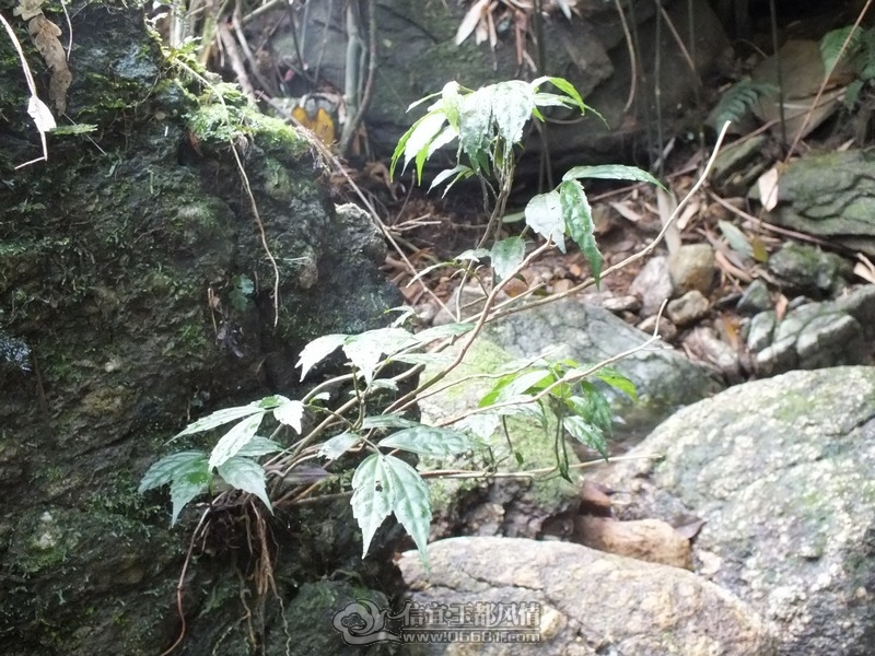 DSCF2839.jpg