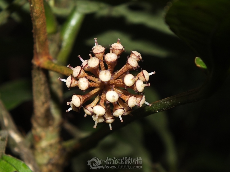 DSCF2852.jpg