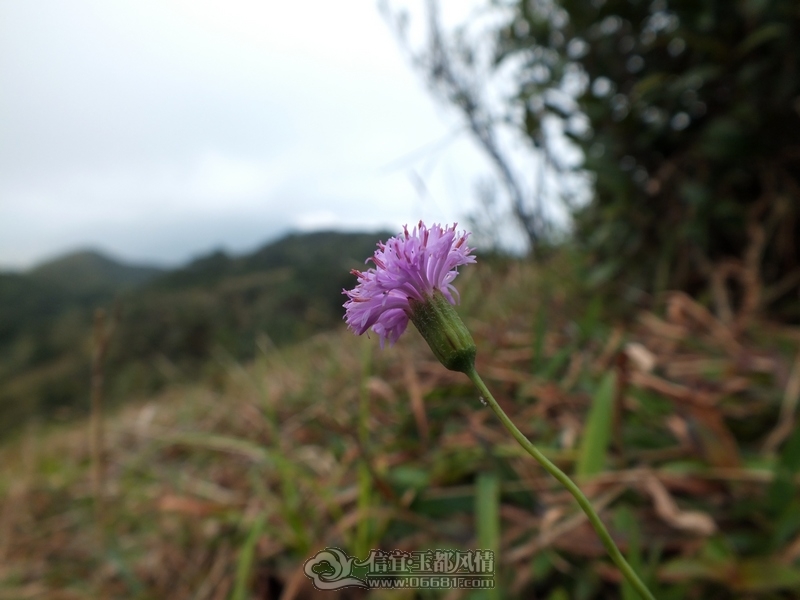 DSCF2894.jpg