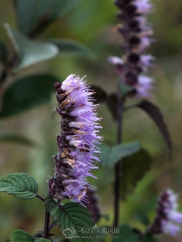 DSCF2913.jpg