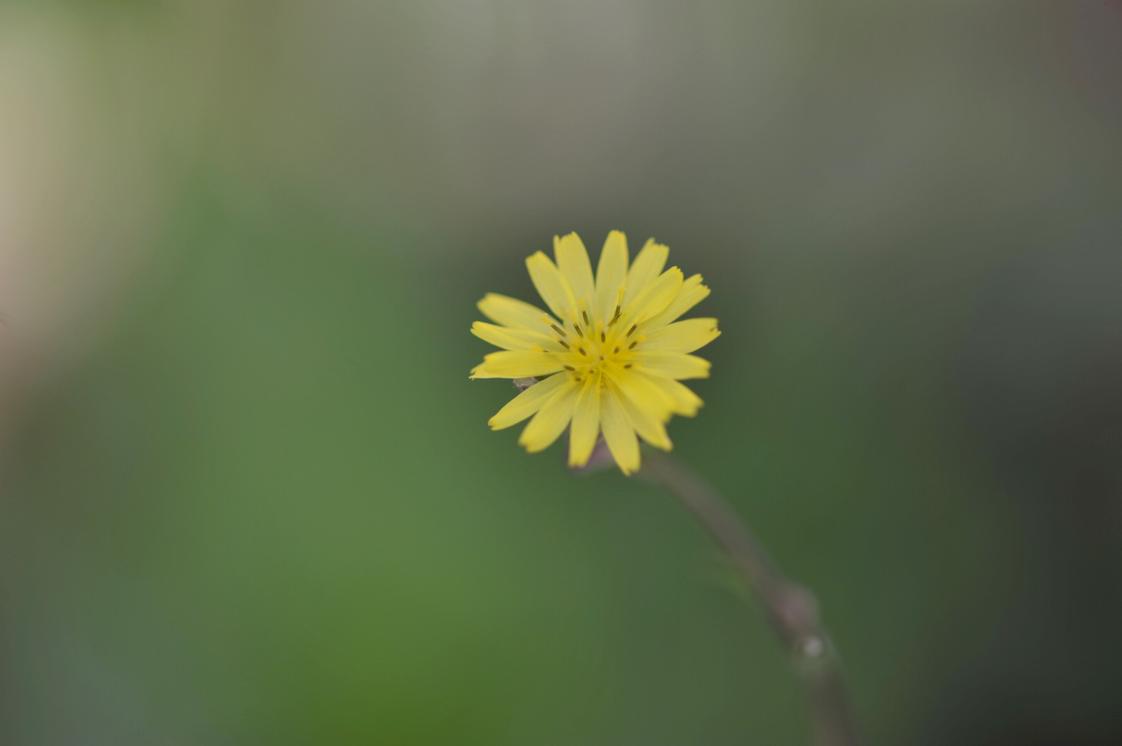 DSC_2042.JPG