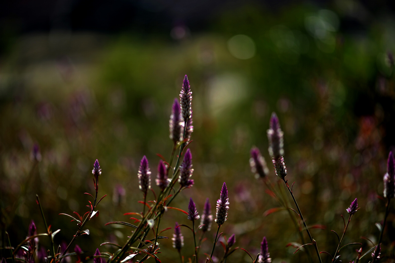 DSC_2064.jpg