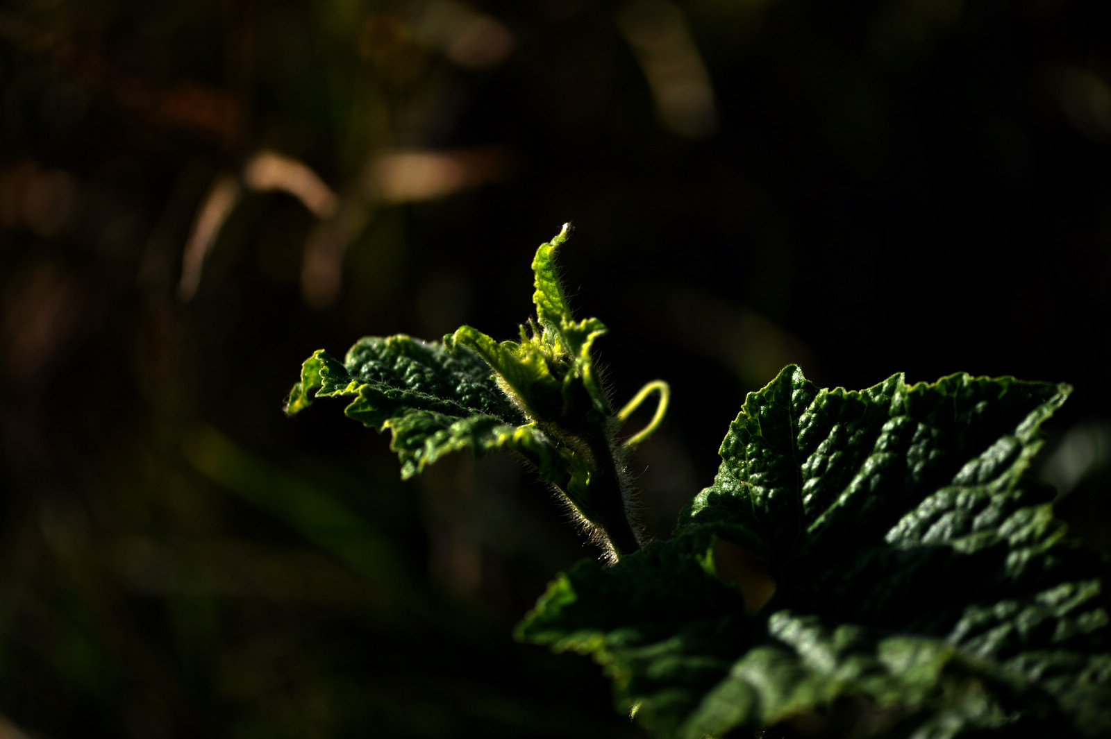 DSC_2091.jpg