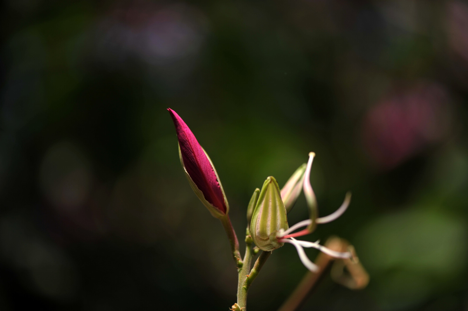 DSC_2094.jpg