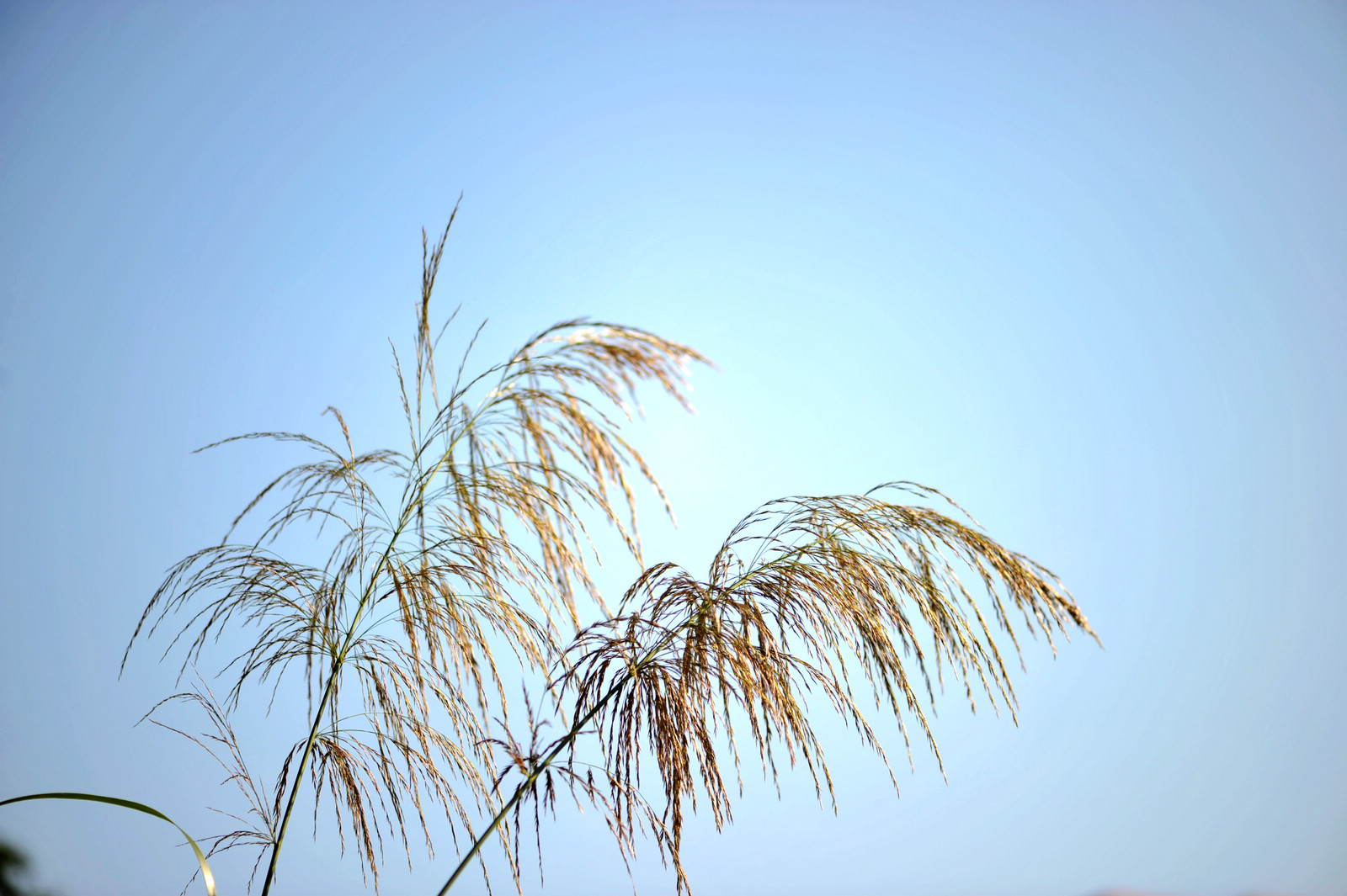 DSC_2079.jpg
