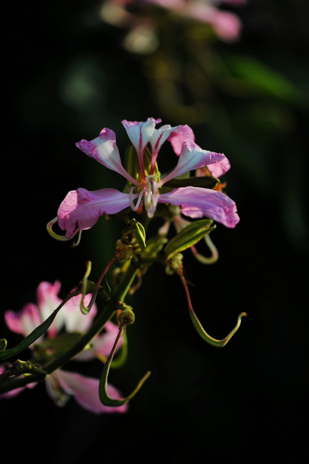 DSC_2084.jpg